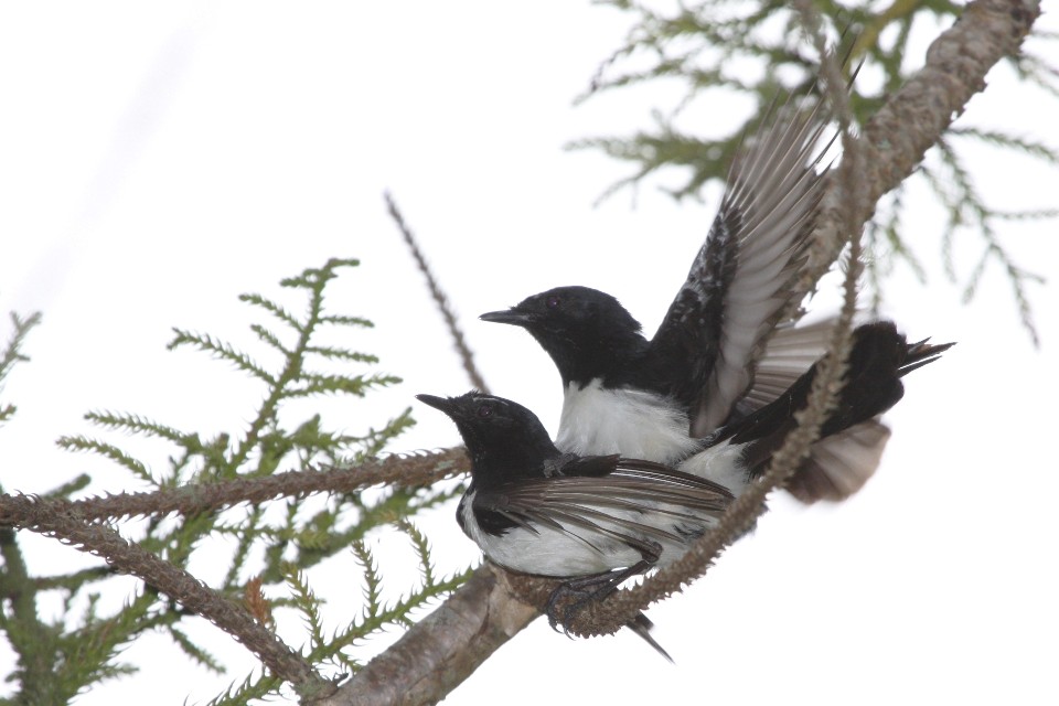 Willie Wagtail (Rhipidura leucophrys)